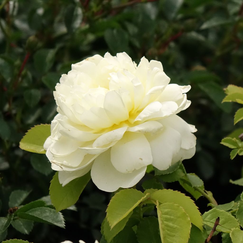 Rosa Imogen - Englische Rose