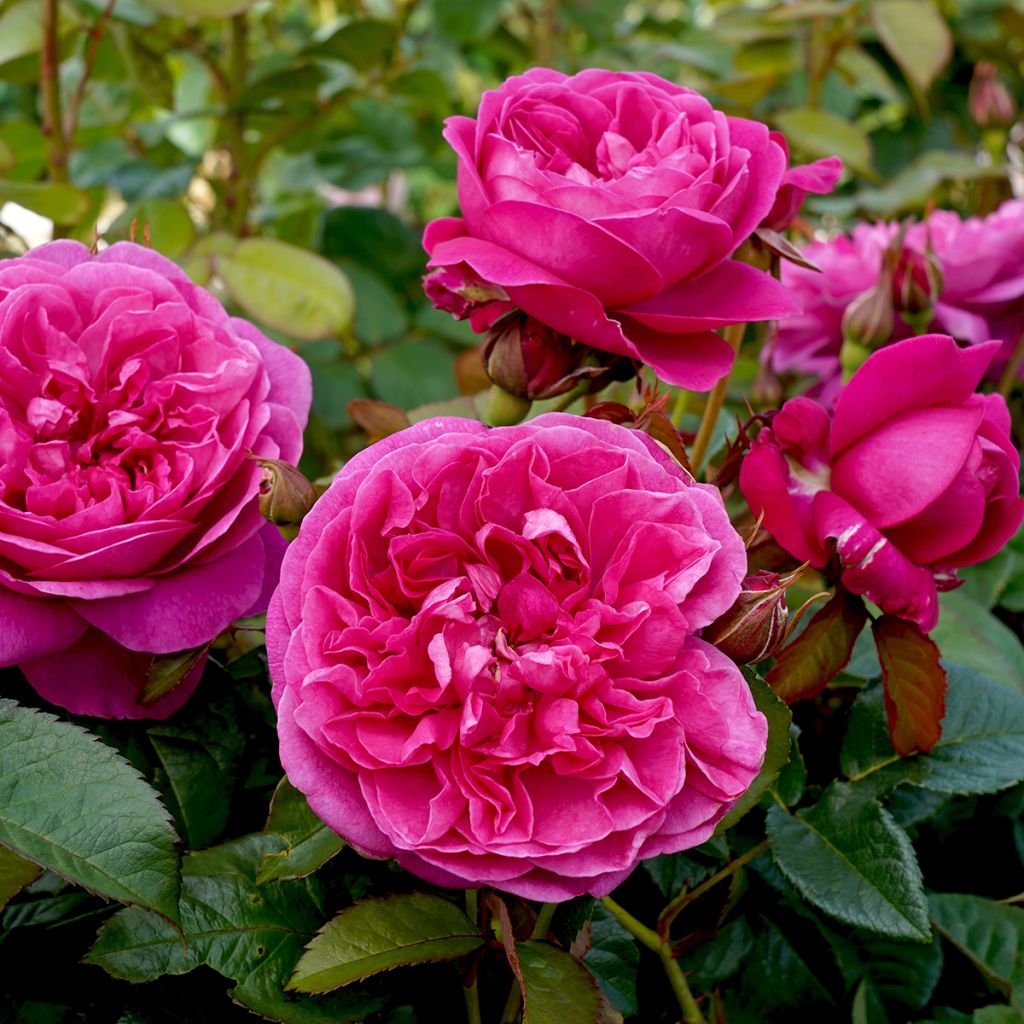 Rosa James L. Austin - Englische Rose