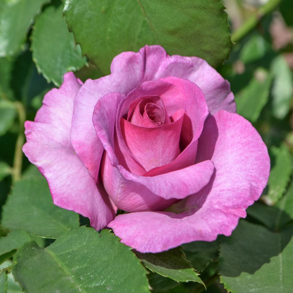 Rosa Mary Rose - Englische Rose