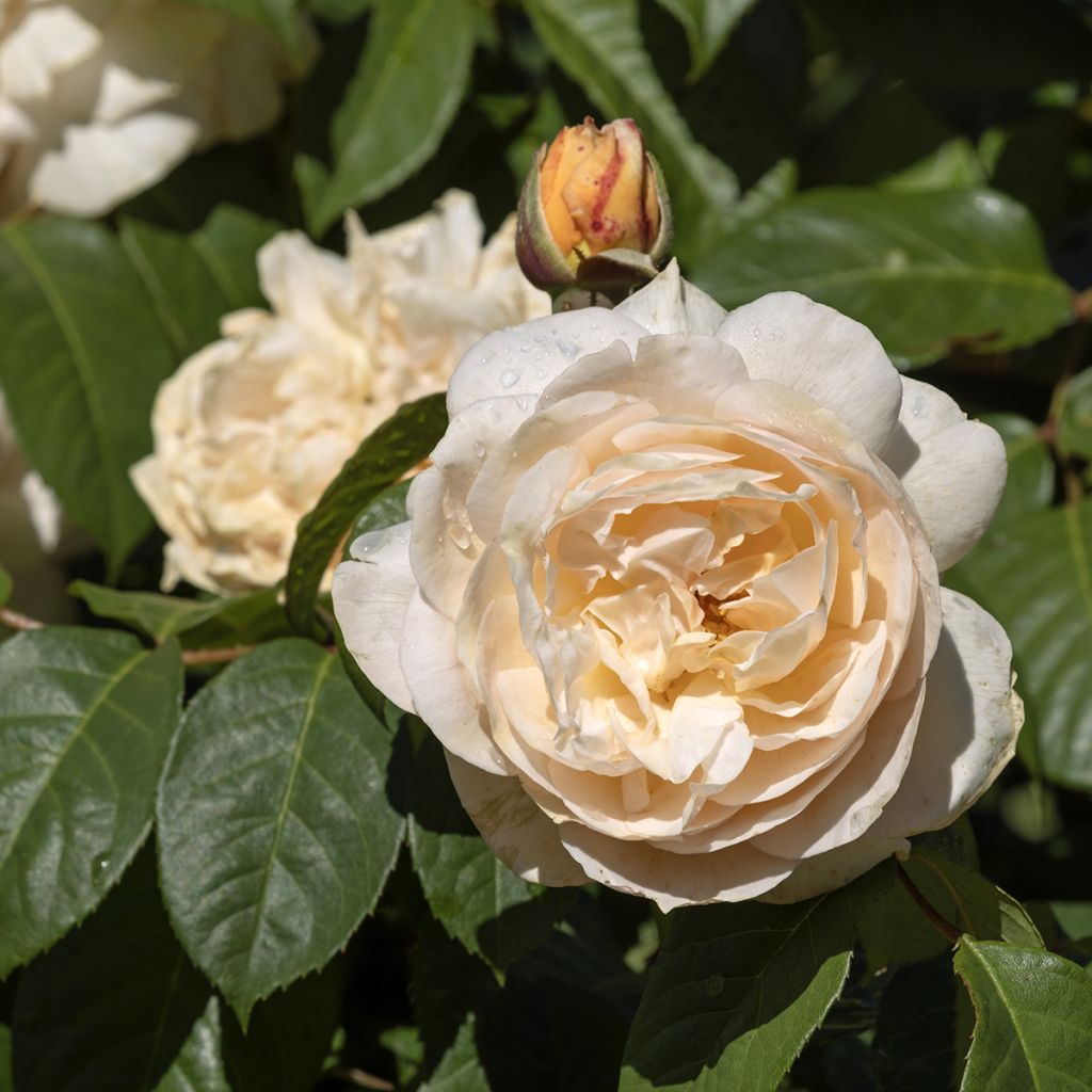 Rosa Sweet Juliet - Englische Rose