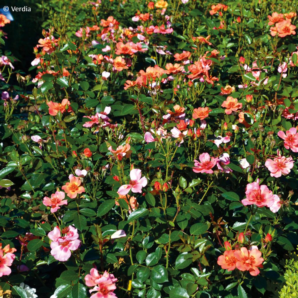 Rosa Decorosier Baia - Bodendecker-Rose