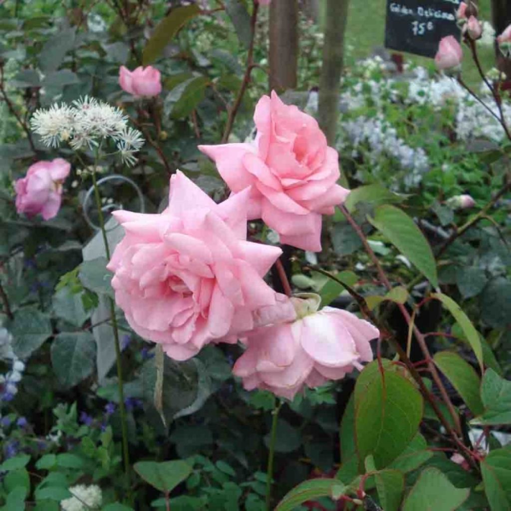 Rosa Eliza - Edelrose