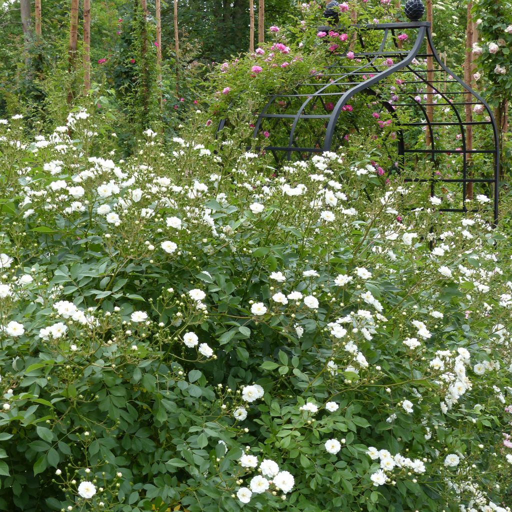Rosa Guirlande d'Amour - Kletterrose