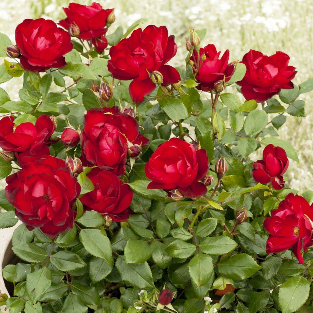 Rosa PATIO ROSE Milano - Beetrose