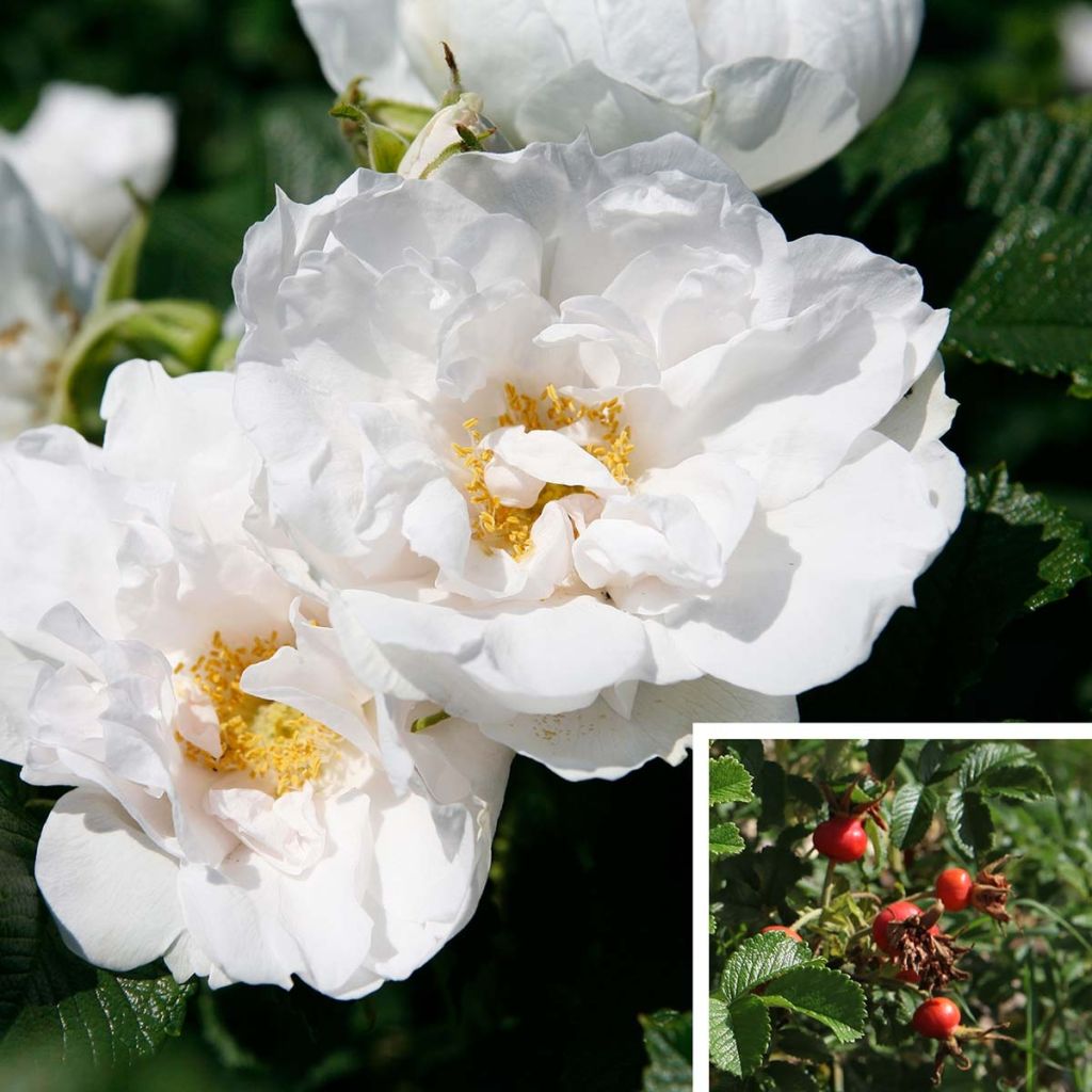 Rosa rugosa SAVORANOVA White Uhlsylt - Apfelrose