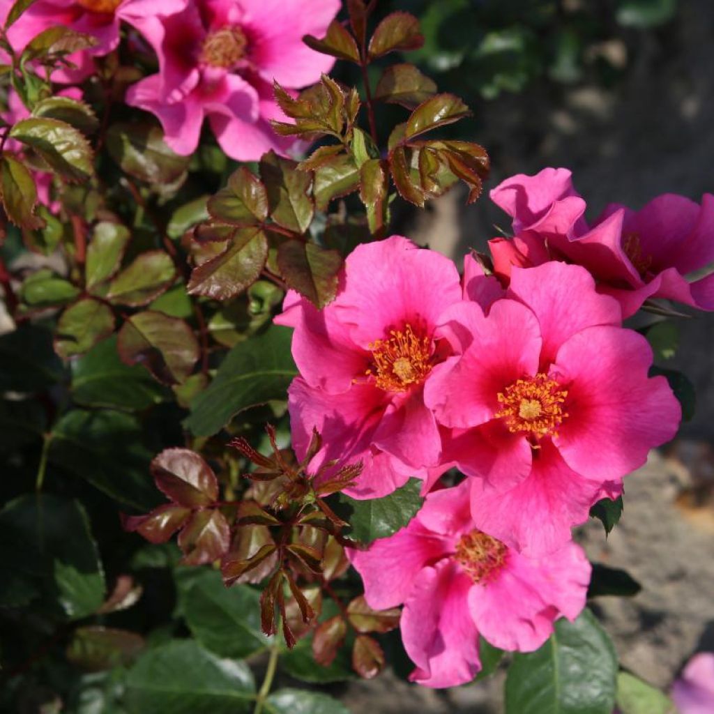 Rosa persica See You In Pink - Persische Rose