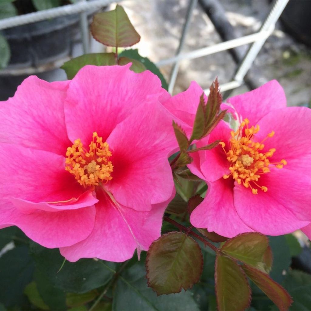 Rosa persica See You In Pink - Persische Rose