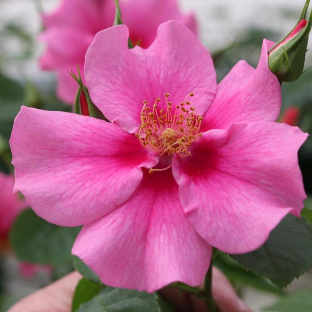 Rosa persica See You In Pink - Persische Rose