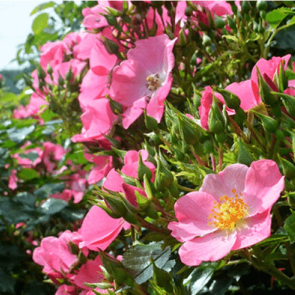 Rosa Mel Bee - Beetrose