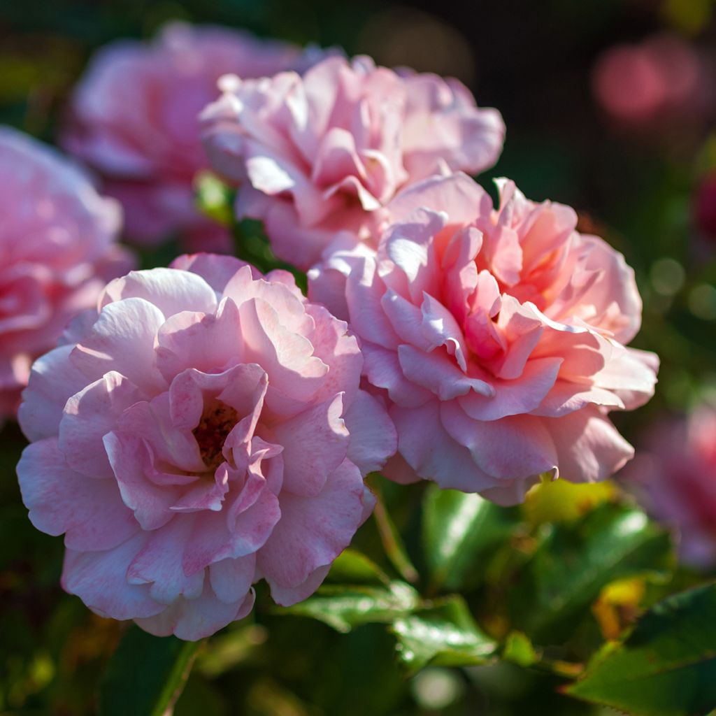 Rosa Botticelli - Beetrose