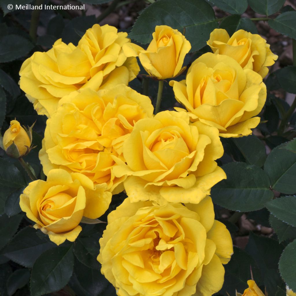 Rosa Carte d'Or - Beetrose