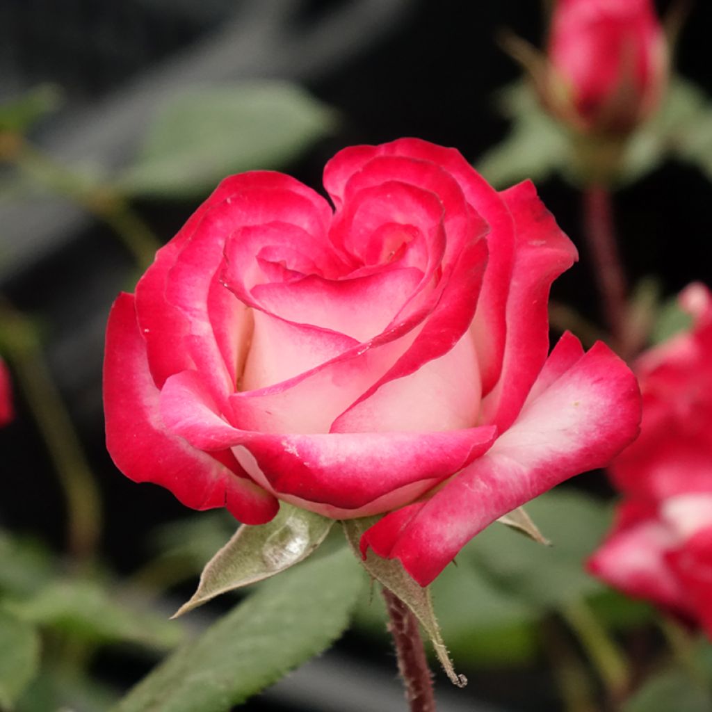 Rosa Laminuette - Beetrose