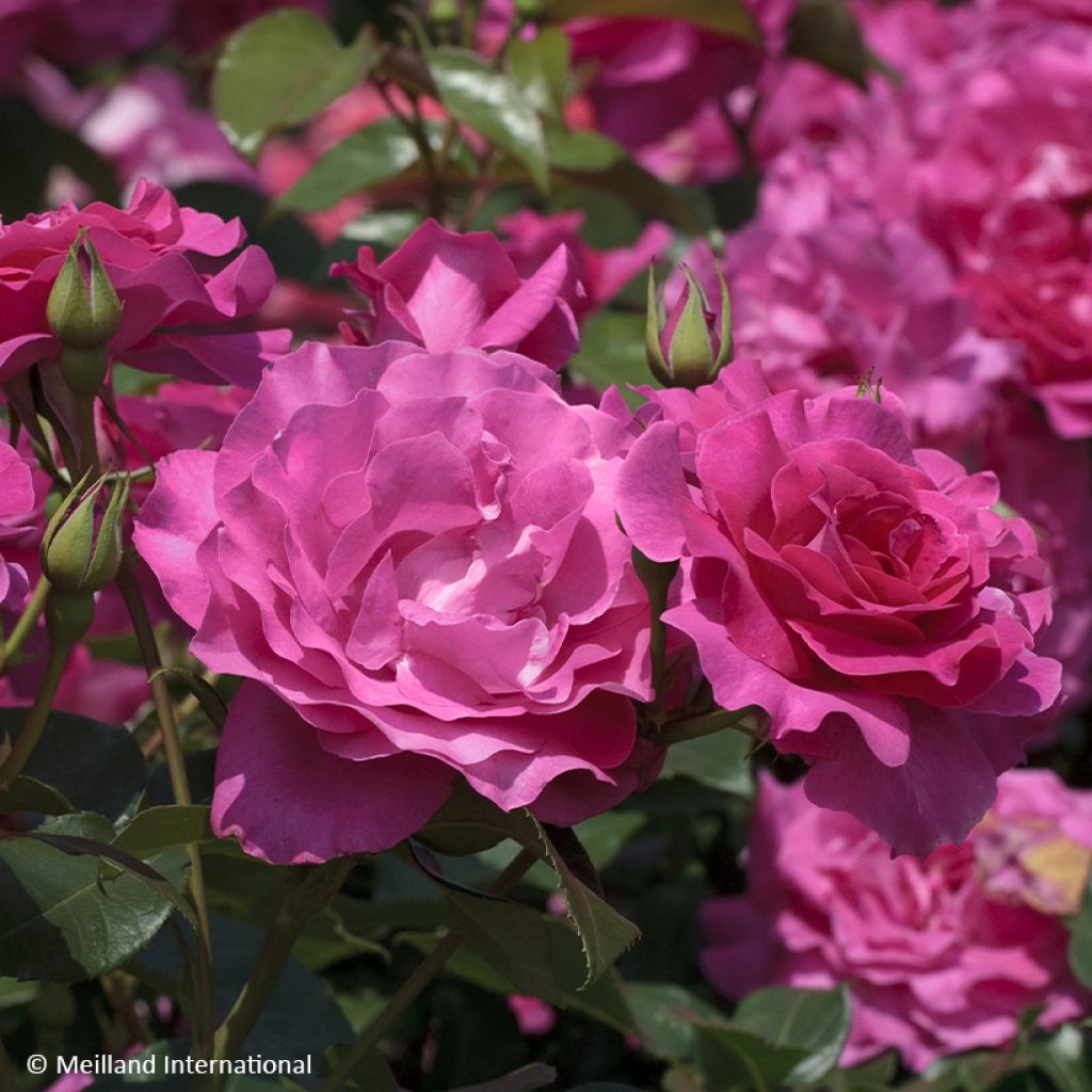 Rosa Manou Meilland - Beetrose
