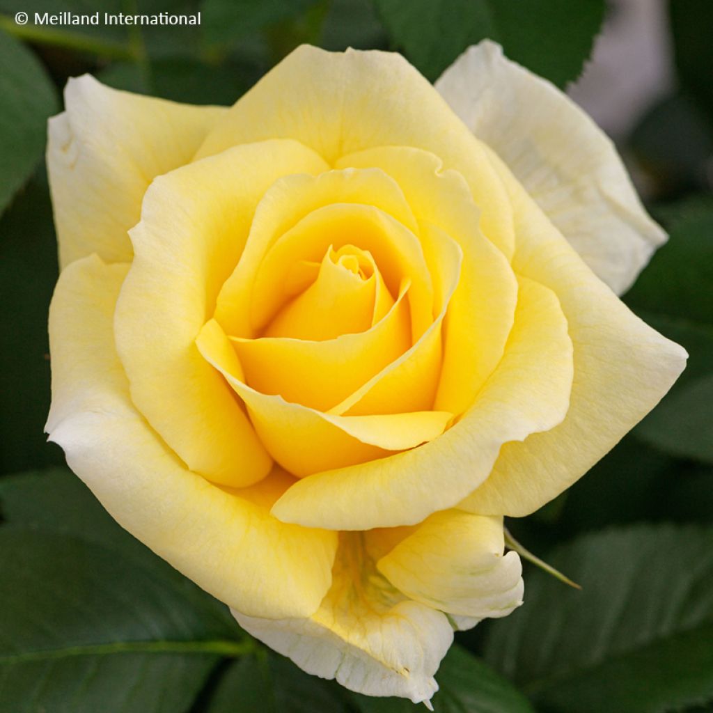 Rosa Rustica III - Beetrose