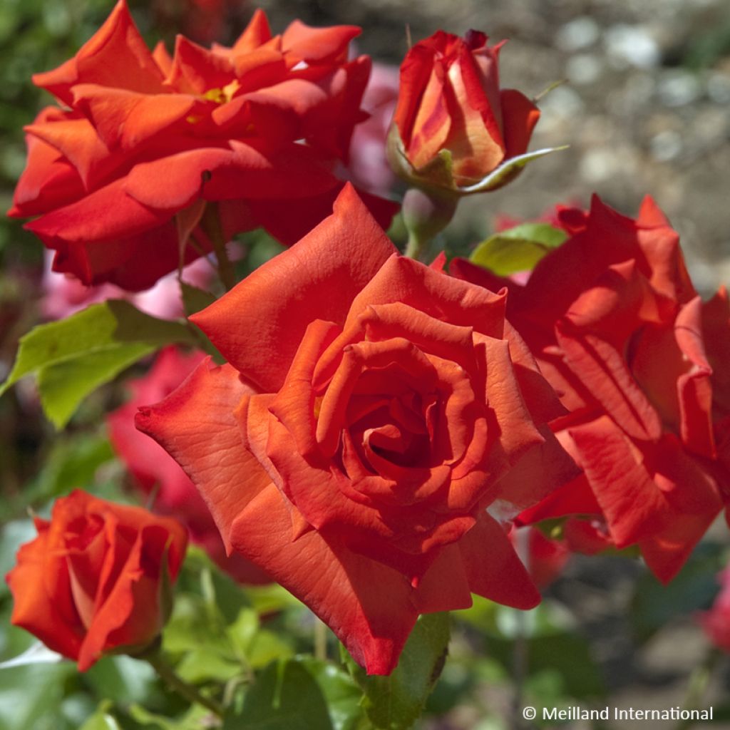 Rosa Rusticana - Beetrose