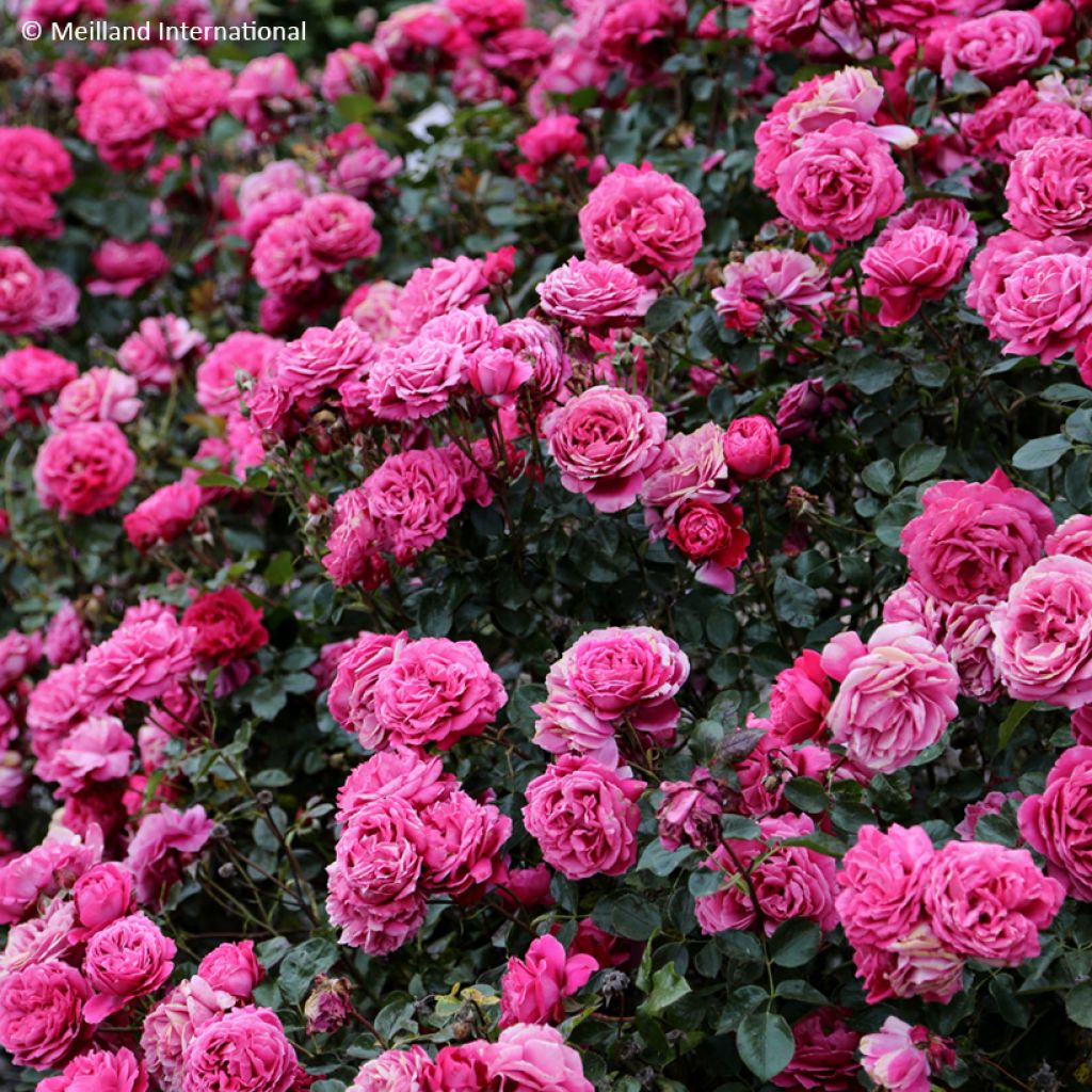 Rosa Alexandre Astier - Edelrose