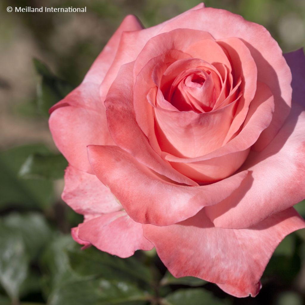 Rosa Arthur Rimbaud - Edelrose