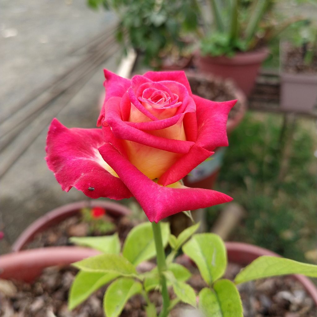 Rosa Bicolette - Edelrose