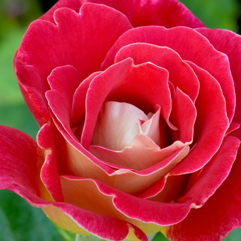 Rosa Bicolette - Edelrose