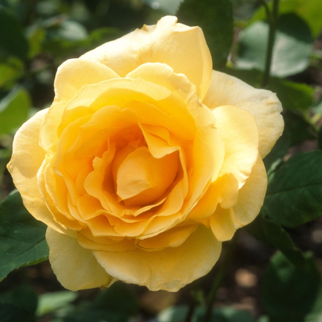 Rosa Casanova - Edelrose