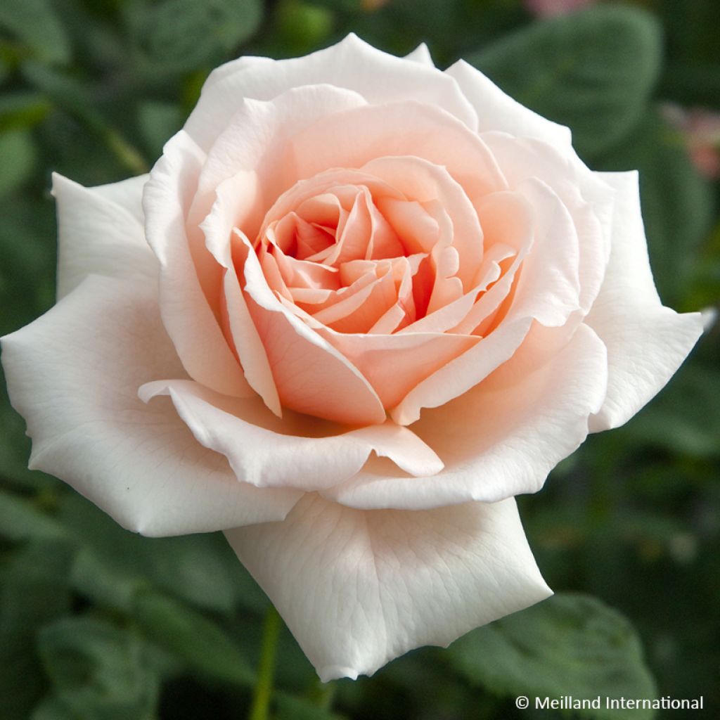 Rosa Donatella - Edelrose