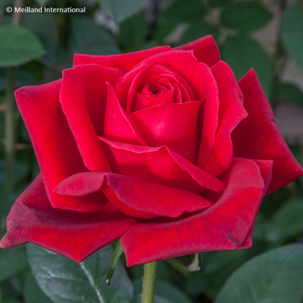 Rosa Jubilé Papa Meilland - Edelrose