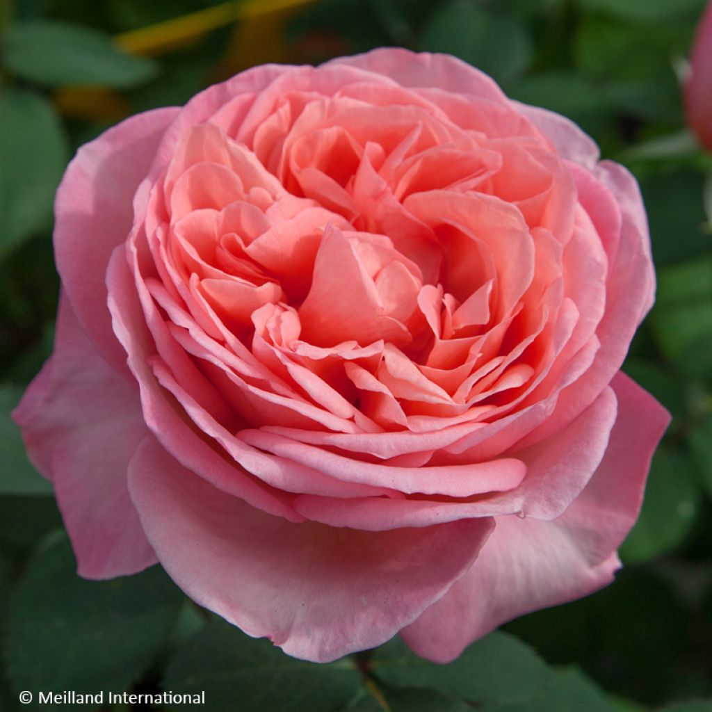 Rosa Mademoiselle Meilland - Edelrose