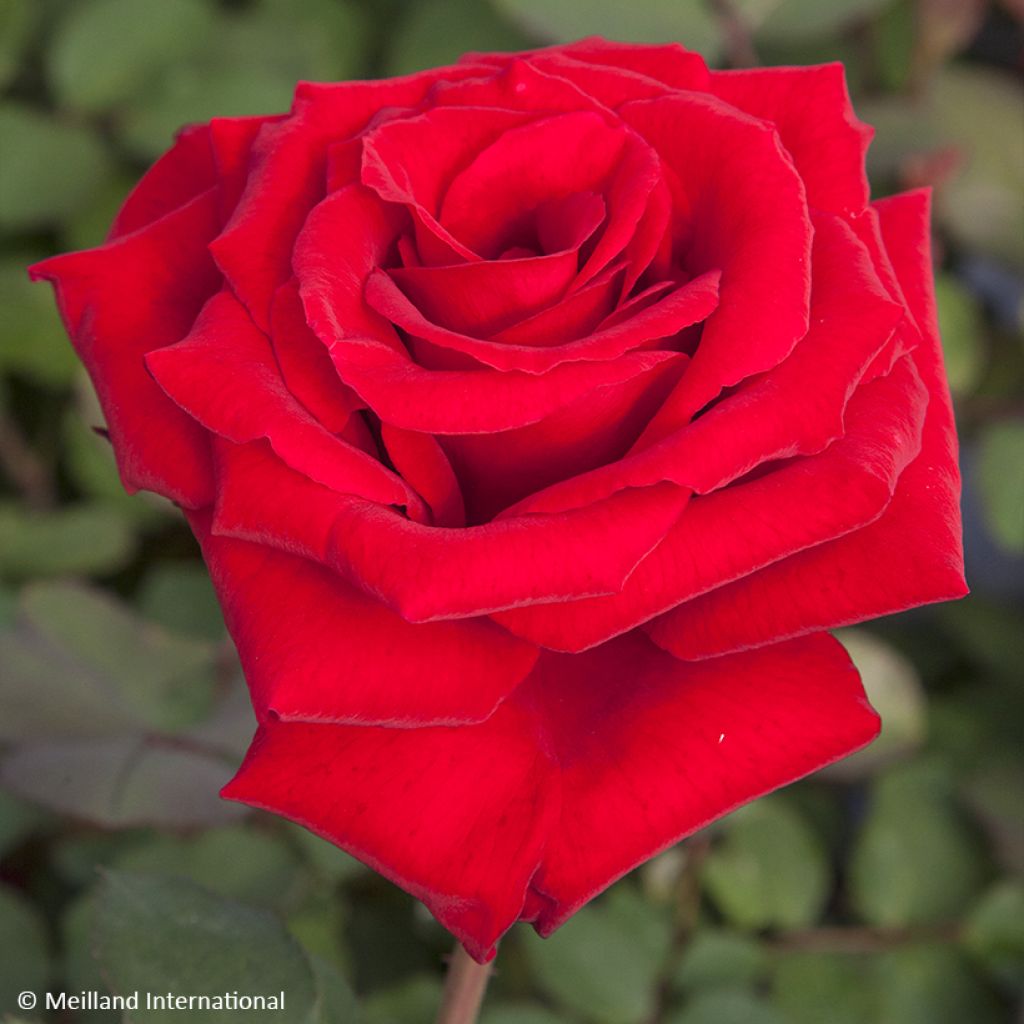 Rosier à grandes fleurs Marcel Pagnol