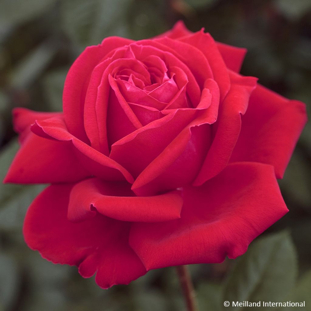 RosaMarylou - Edelrose