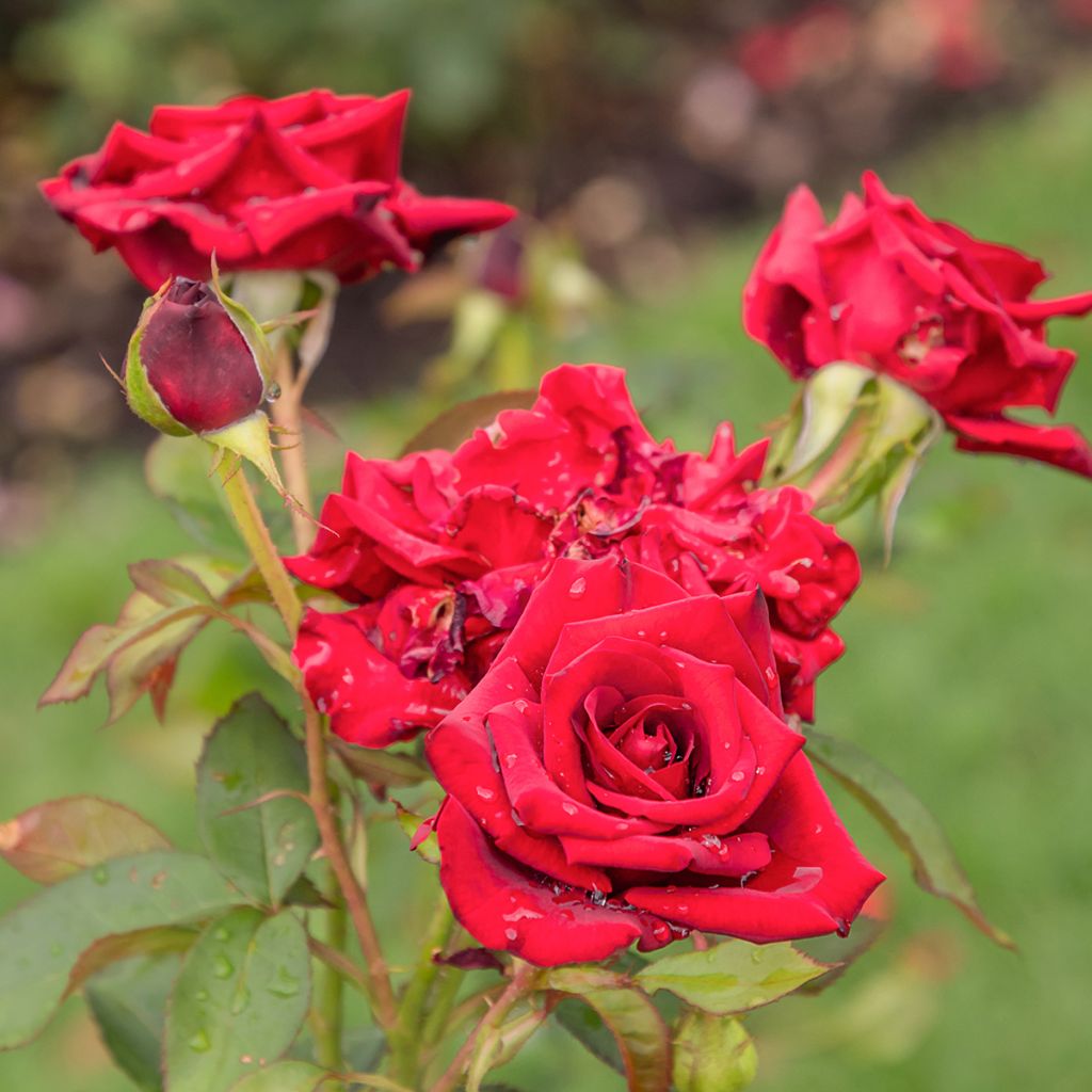 Rosa Mister Lincoln - Edelrose