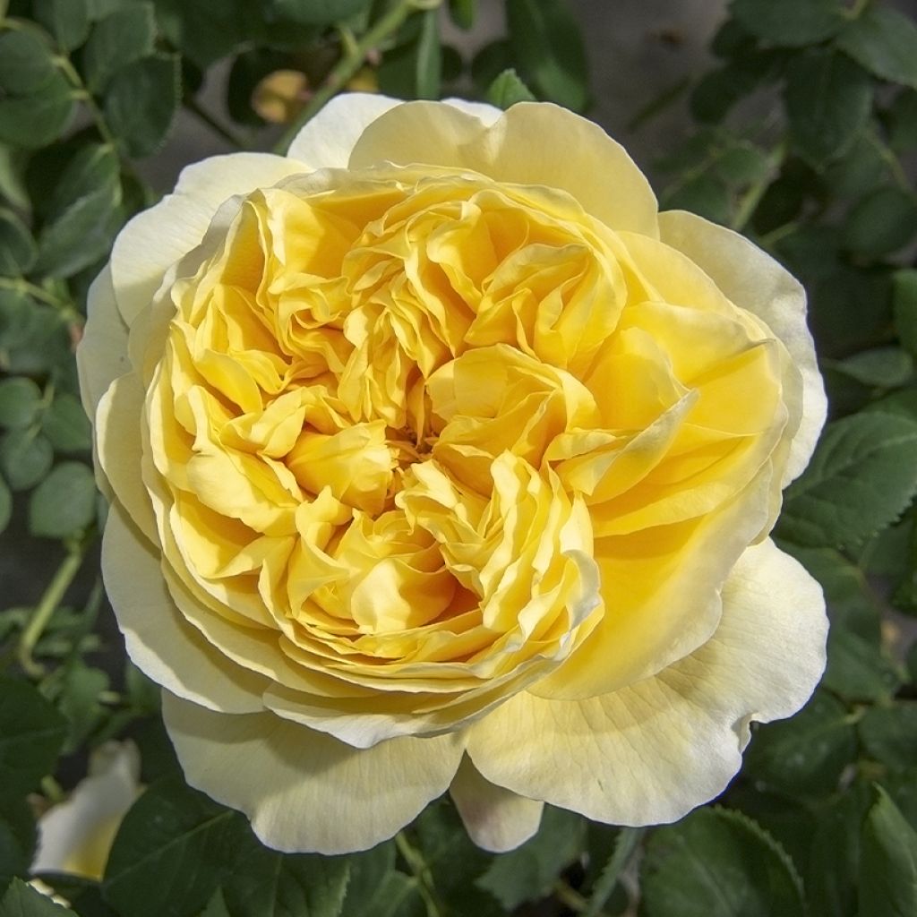 Rosa Rose de Bretagne Adareflixa - Edelrose