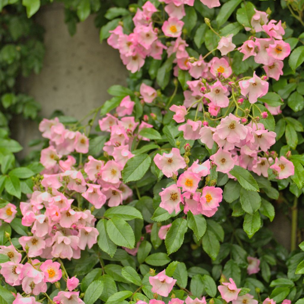 Rosa Ballerina - Strauchrose