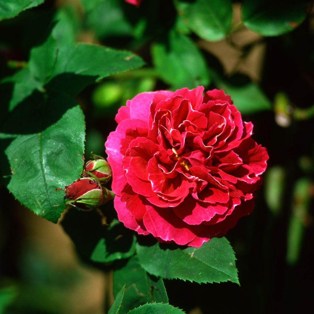 Rosa Baron Girod de l'Ain - Historische Rose