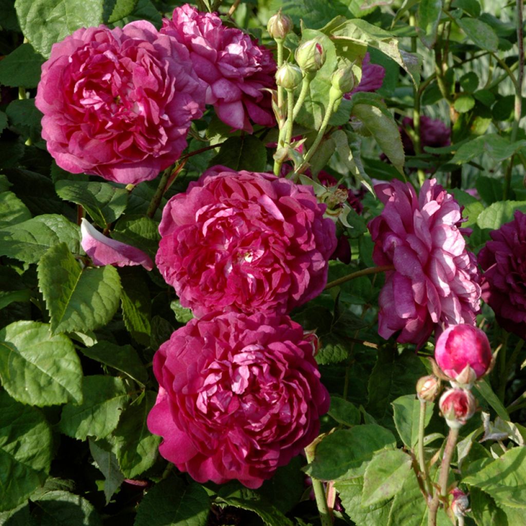 Rosa gallica Cardinal de Richelieu - Essig-Rose