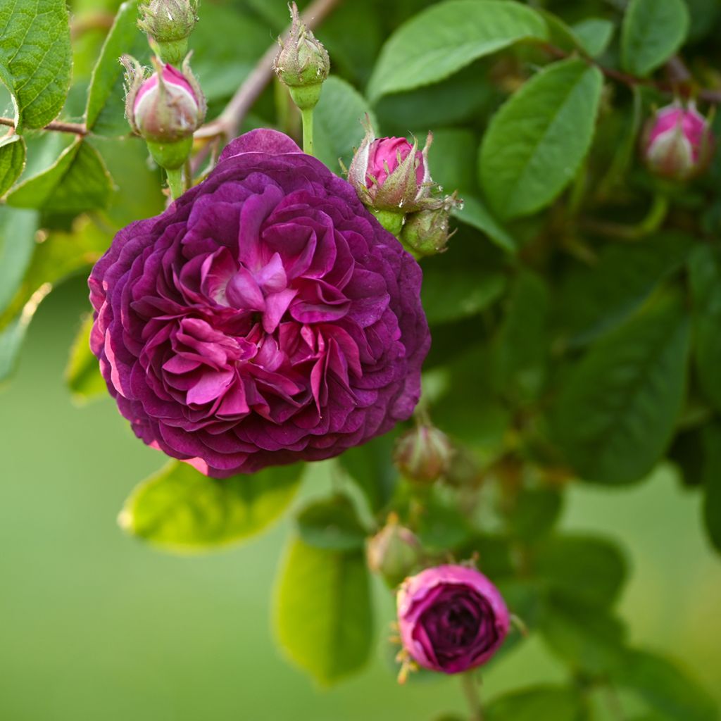 Rosa gallica Cardinal de Richelieu - Essig-Rose