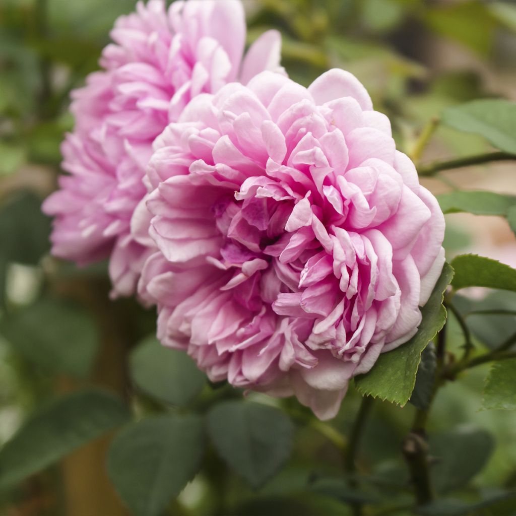 Rosa centifolia Muscosa - Moos Rosen