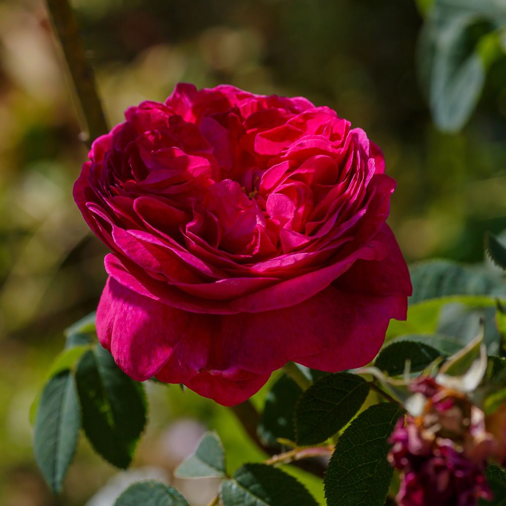 Rosa gallica Charles de Mills - Essig-Rose