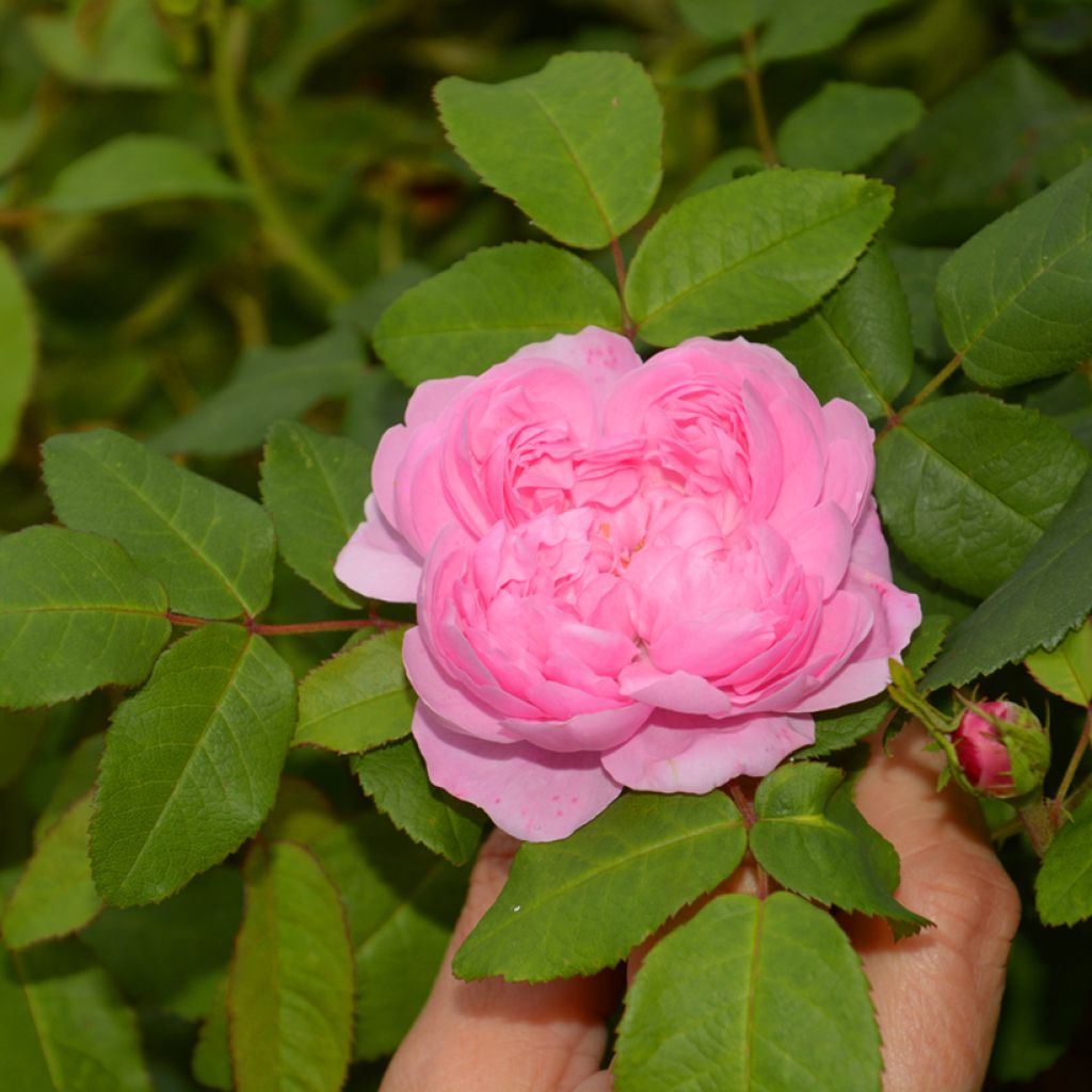 Rosa Portland Comte de Chambord - Historische Rose
