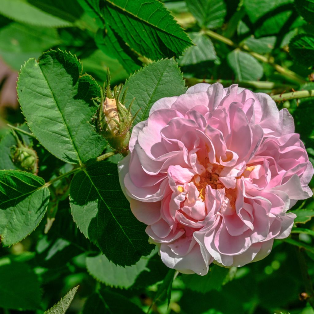 Rosa alba Cuisse de Nymphe - Historische Rose