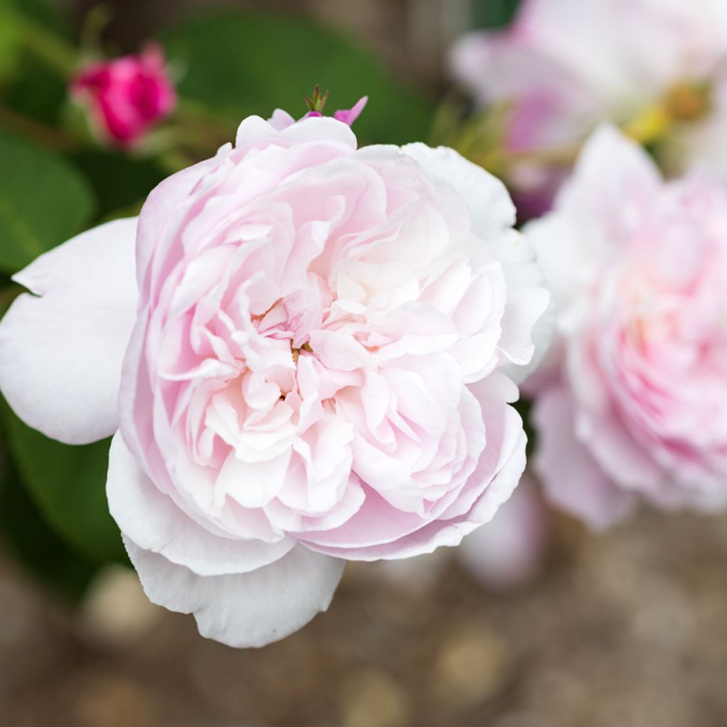 Rosa centifolia Fantin Latour - Zentifolie Rose