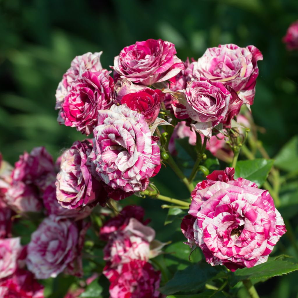 Rosa Ferdinand Pichard - Historische Rose