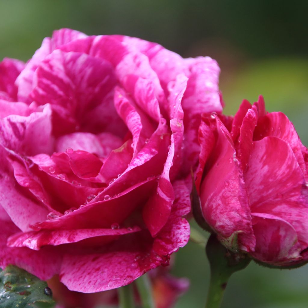 Rosa Ferdinand Pichard - Historische Rose