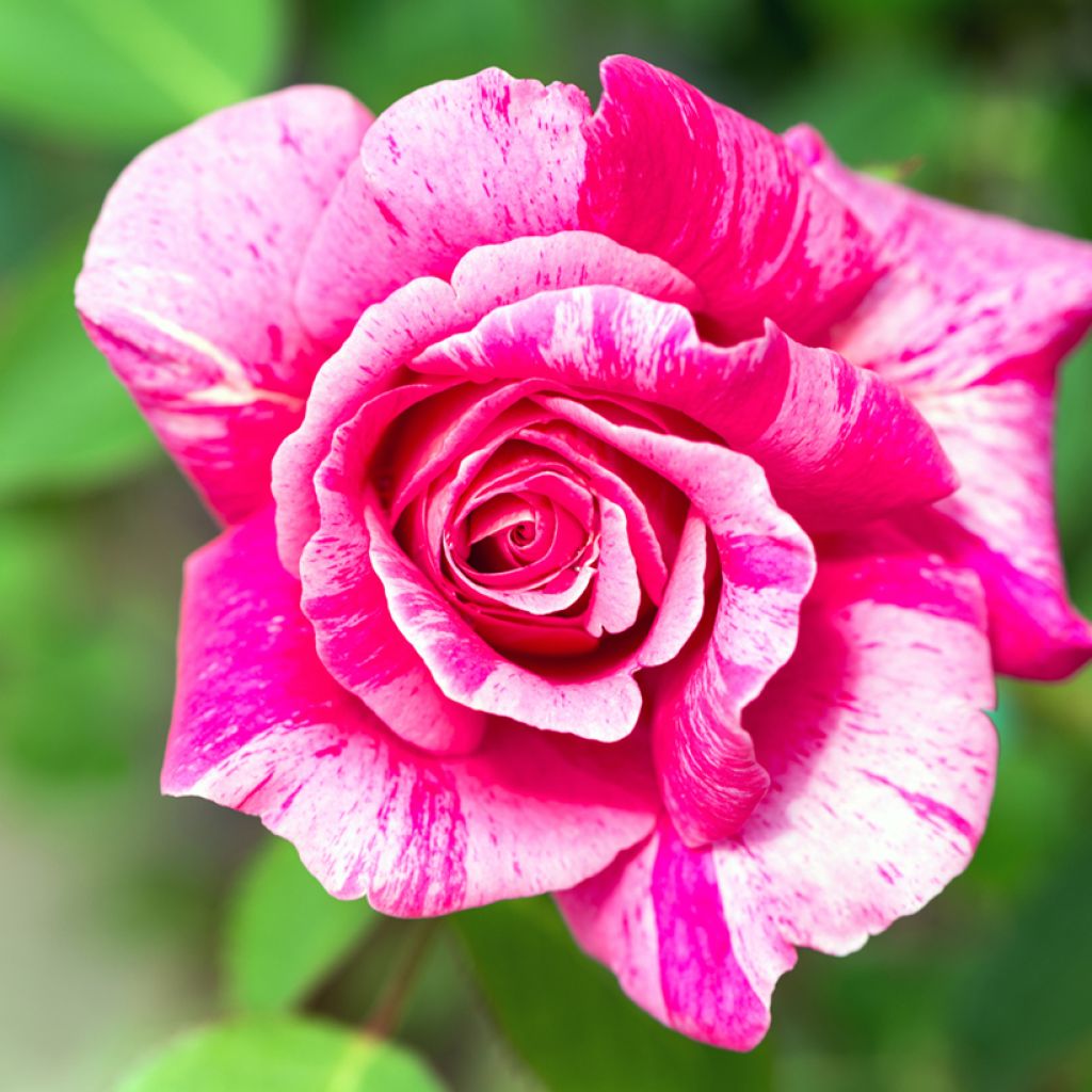 Rosa Ferdinand Pichard - Historische Rose