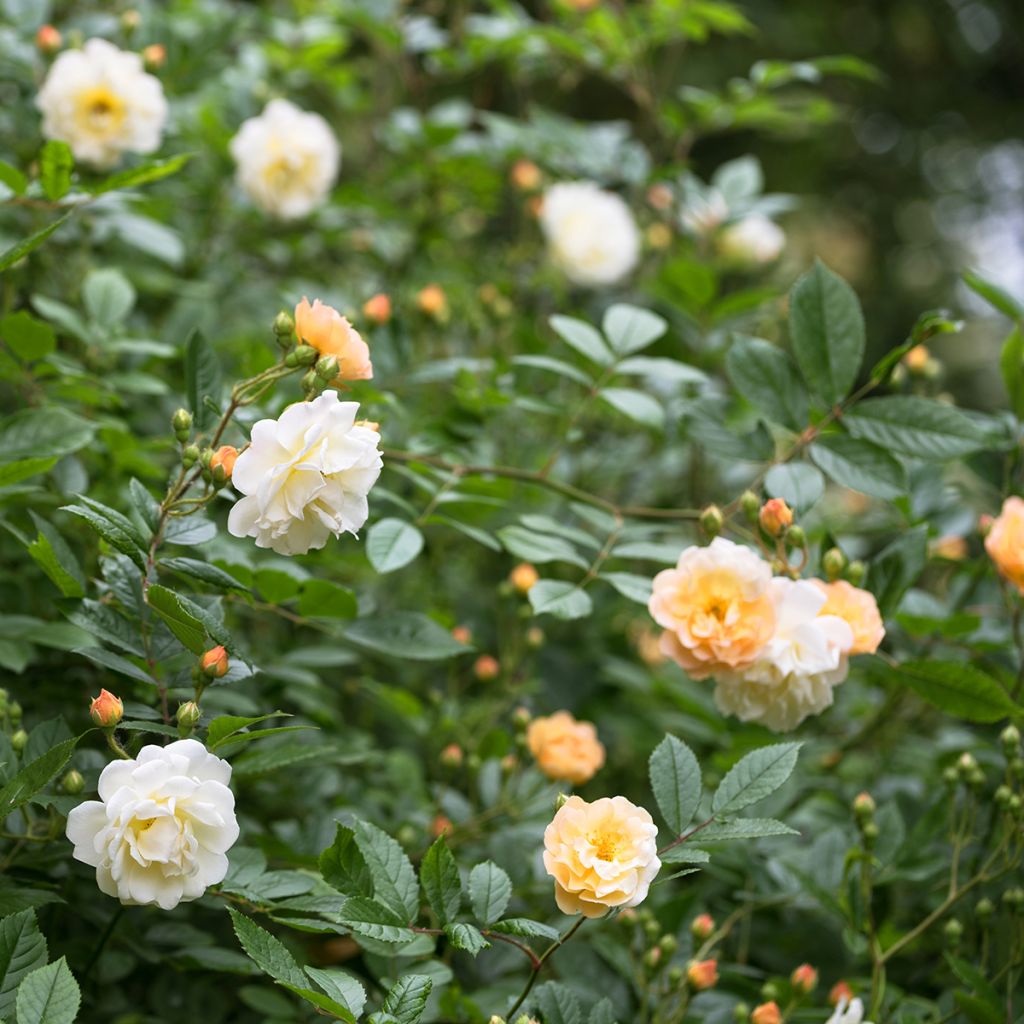 Rosa multiflora Ghislaine de Féligonde - Historische Rose
