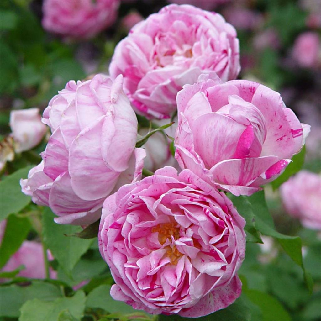 Rosa Honorine de Brabant - Alte Rose