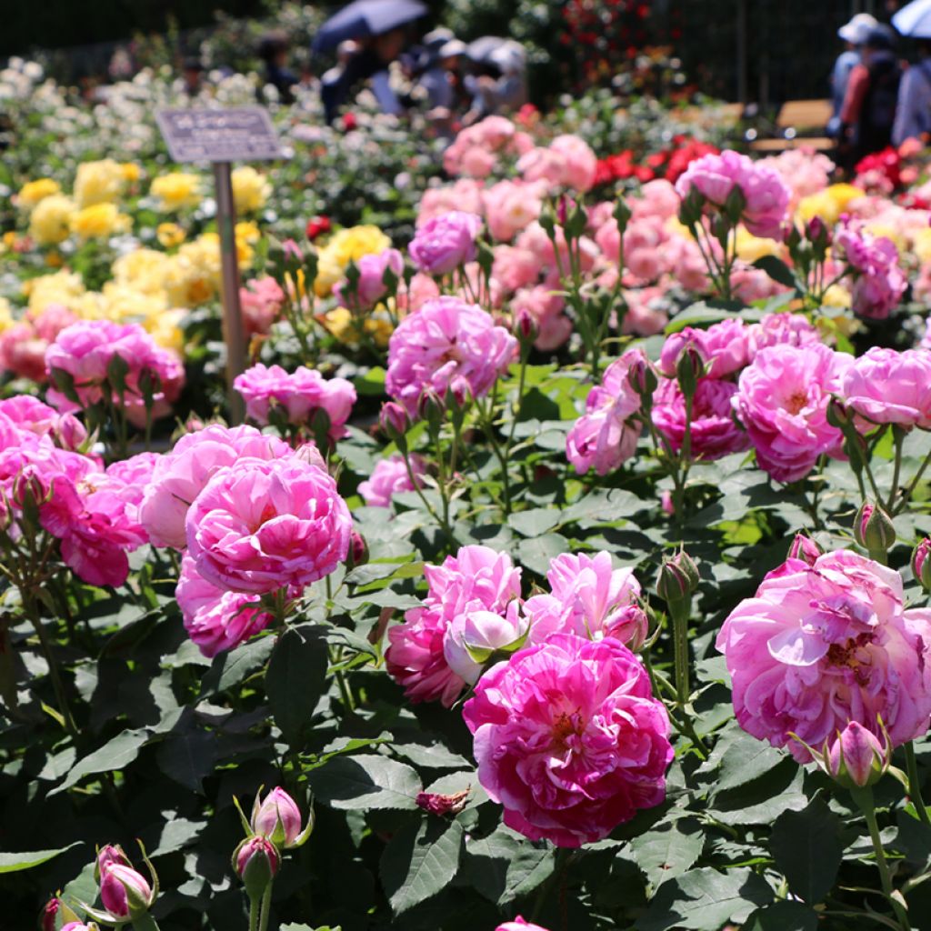 Rosa Honorine de Brabant - Alte Rose