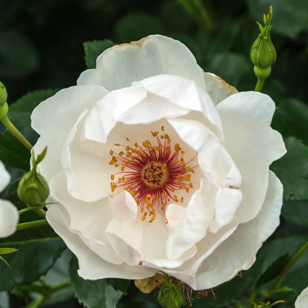 Rosa Jacqueline du Pré - Historische Rose