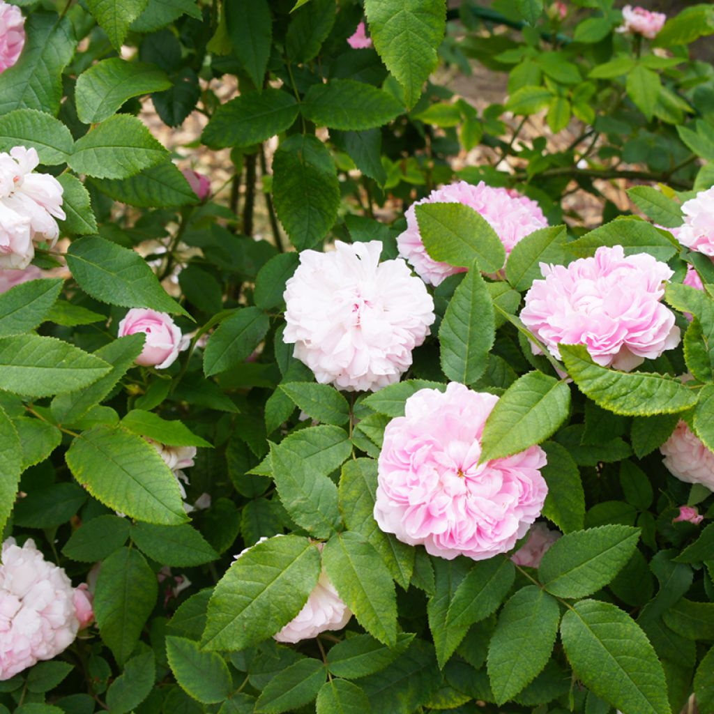 Rosa Portland Jacques Cartier - Historische Rose