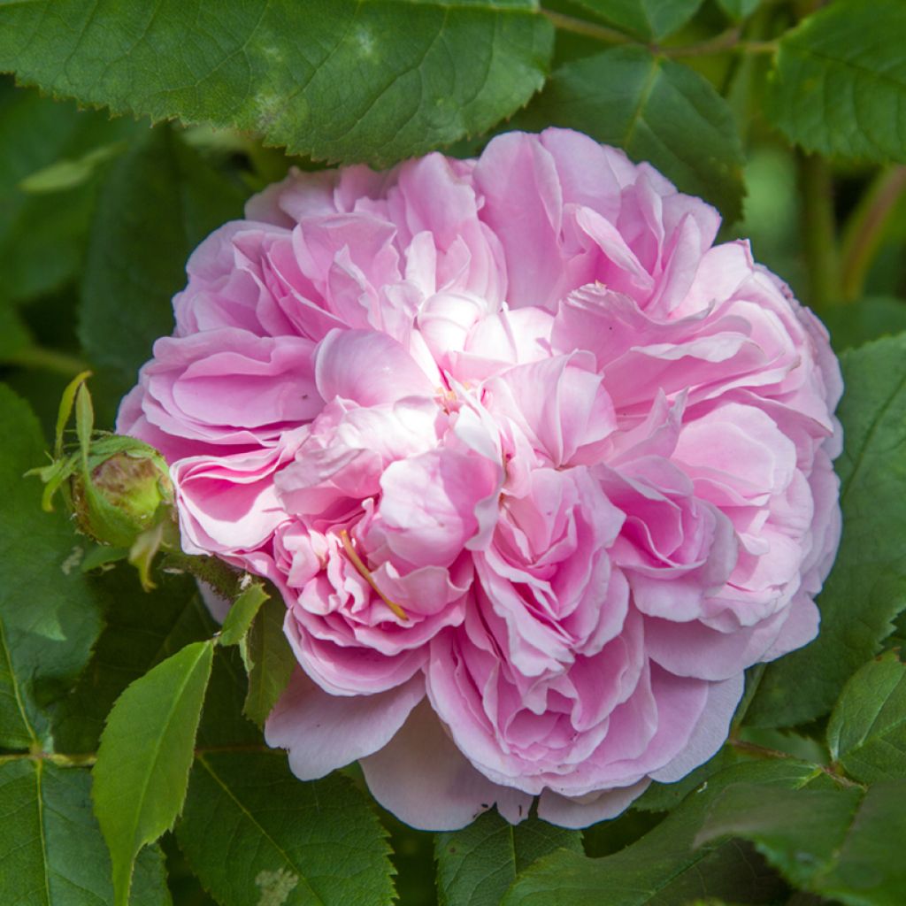Rosa Portland Jacques Cartier - Historische Rose