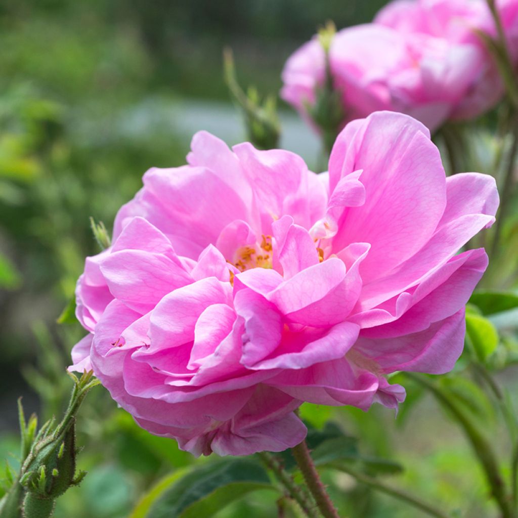 Rosa Trigintipetala - Historische Rose
